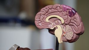 Kako alkohol mijenja mozak - istraživanje s novom vrstom neurooslikavanja