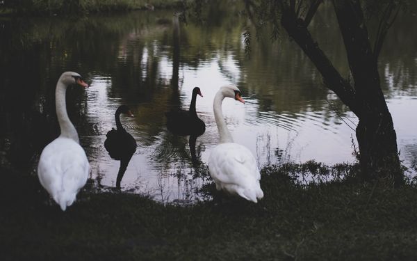 Je li ono što je lijepo ujedno i dobro?